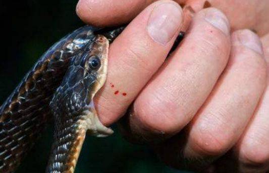 查获眼镜蛇,广东查获900斤眼镜蛇