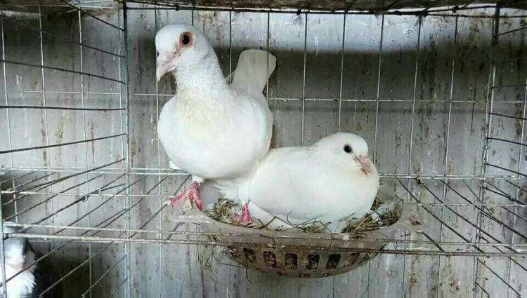 鸽子孵化被打扰,鸽子的孵化时间