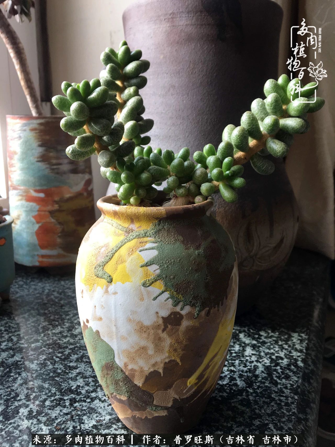 日日勤服侍，日日勤拂拭！服侍花儿，就是拂拭心灵