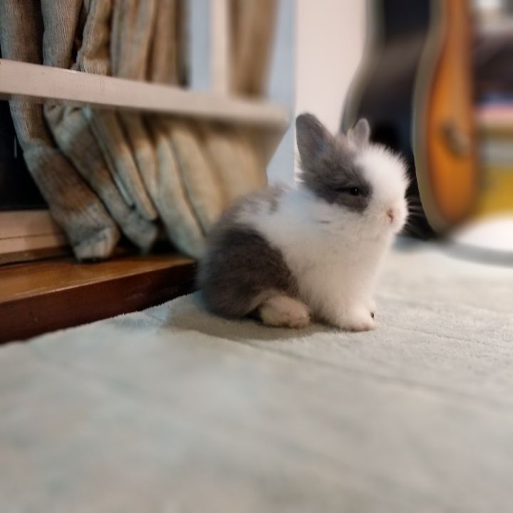 宠物知道主人爱它吗,你的宠物真的爱你吗