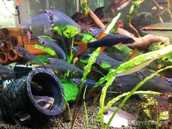 这条晶莹剔透的玻璃鱼，把自己活成了精致的艺术品