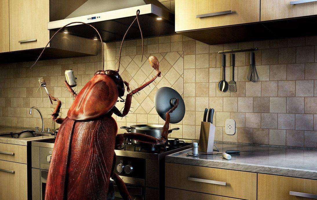 消灭蟑螂小妙招有效方法,快速消灭蟑螂的方法小妙招