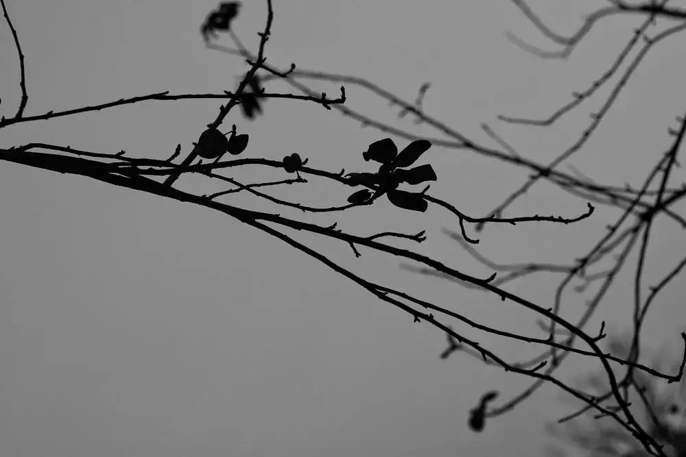 摄影点评（熊猫上班）