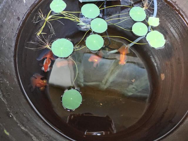 中大型观赏鱼哪几种好看又好养,观赏鱼的三大品系有什么