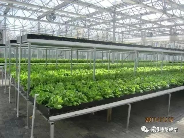 无土栽培技术科普知识大全,无土栽培的优点大家可以了解一下