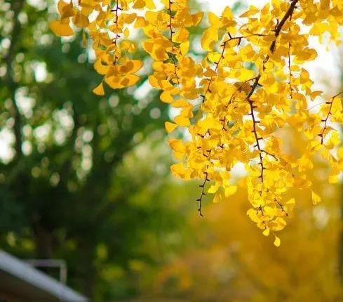 秋季落叶绝美诗句带赏析,有关秋天黄叶的诗句古诗词