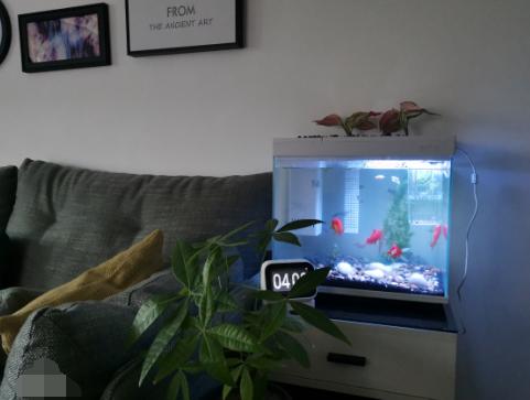 小米鱼缸补水器,小米养鱼神器