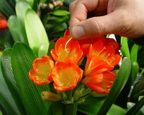 君子兰摘个果,省了买花钱,这样播种,30天生根发芽,收获100盆