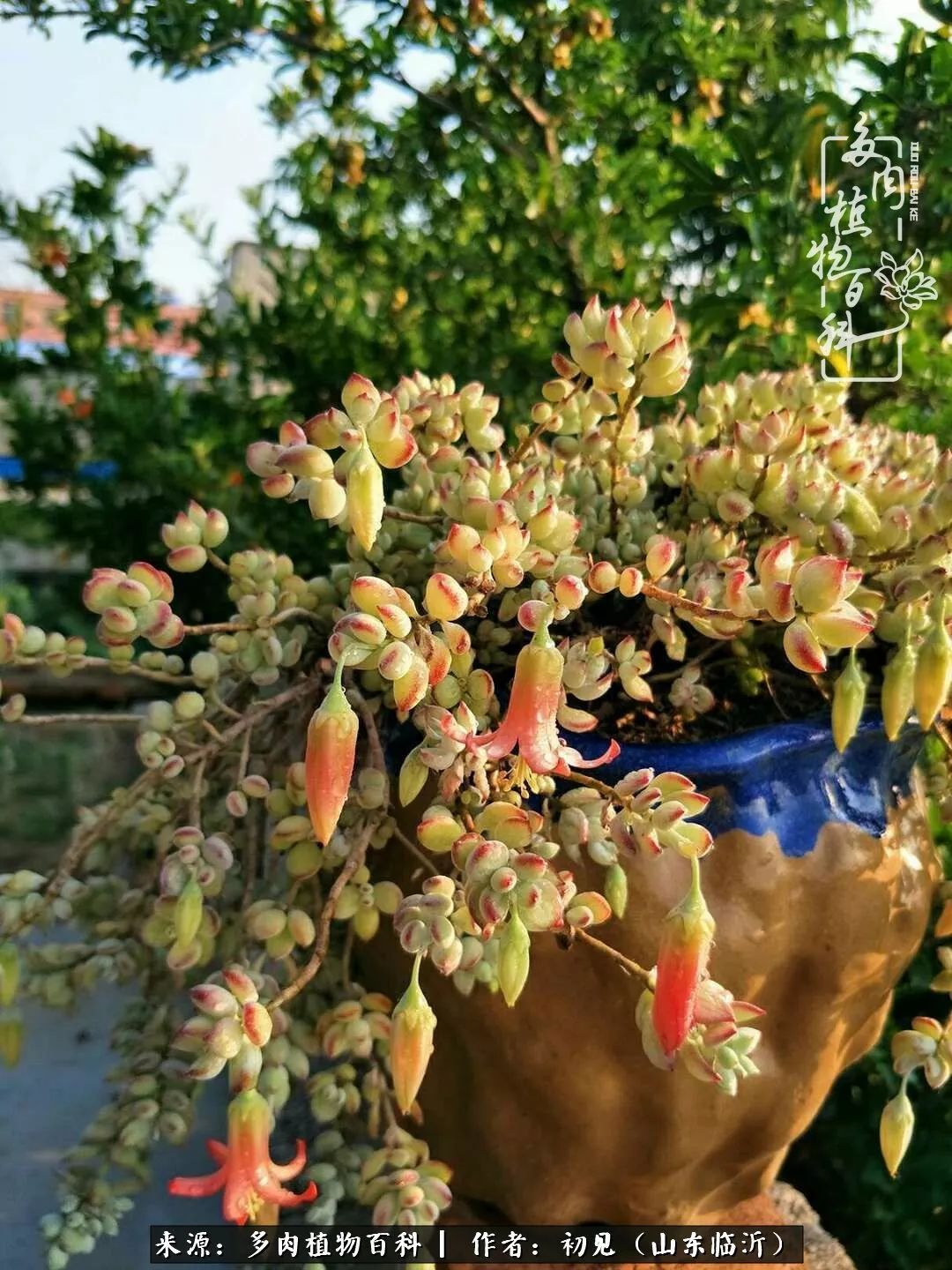 四季颜值在线的多肉,多肉的每一天