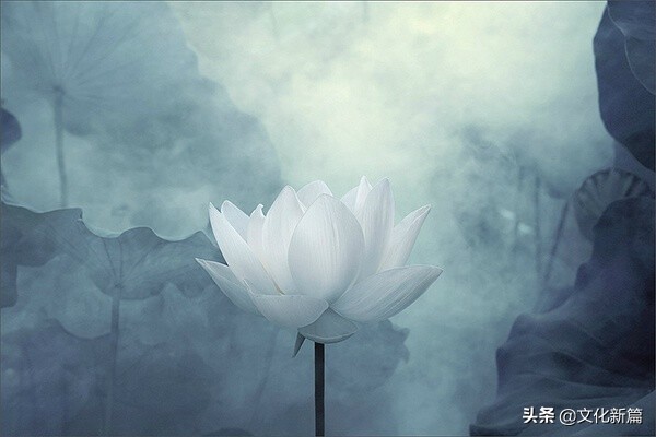 为什么说莲花代表佛法禅心,莲花在佛学里有哪些寓意