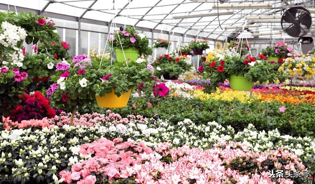 云南猫尾木花吃法,云南可食用的花有哪些