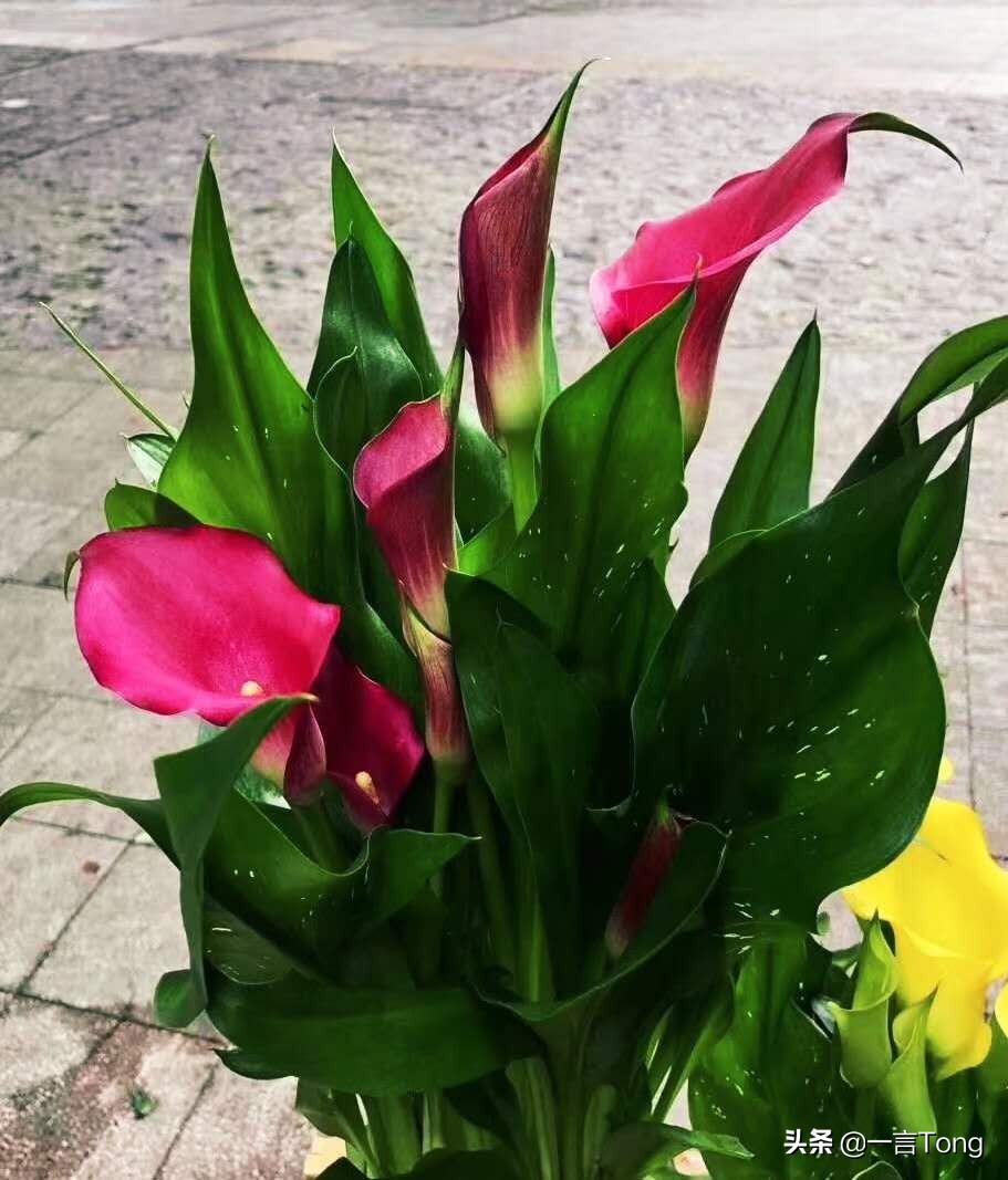 高贵雅致马蹄莲,高贵优雅马蹄莲永生花