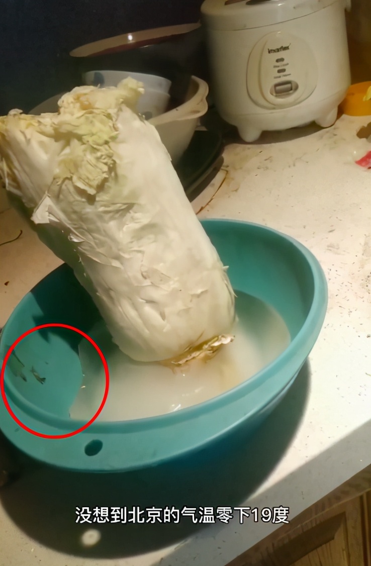 阿宝原型视频完整版,阿宝造型视频大全