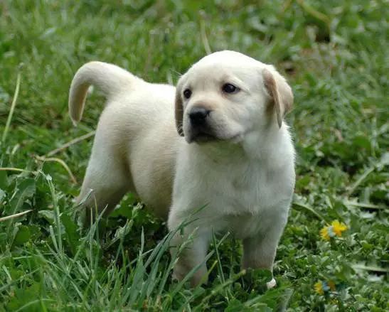 45只名犬排行,45种名犬您都认识吗