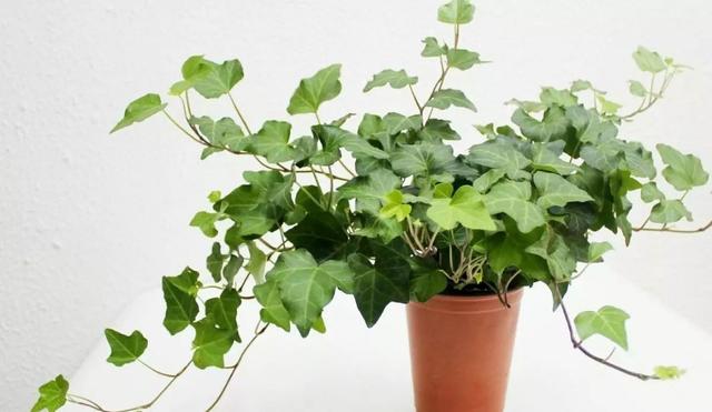 植物吸甲醛的正确方法,植物吸甲醛排行榜前十名