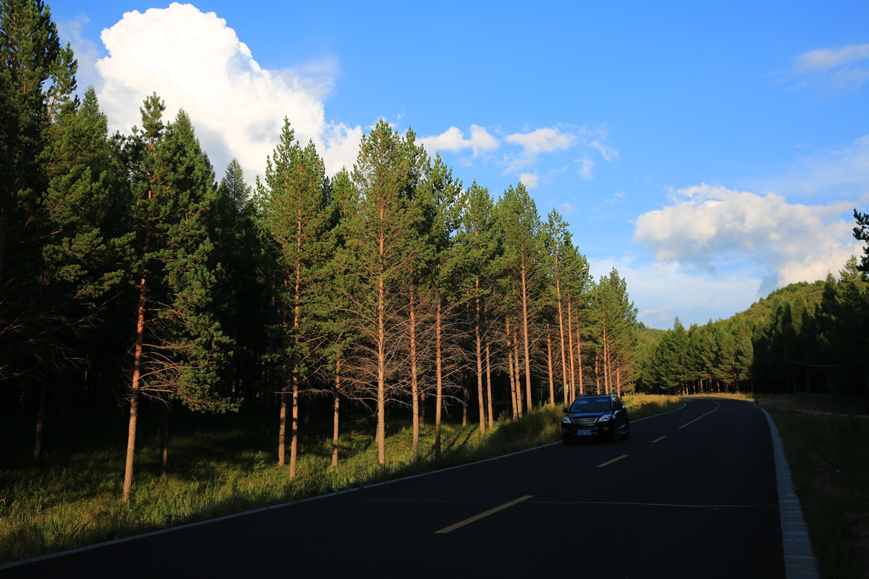 断子绝孙桉树,断子绝孙树为啥广西还大面积种植