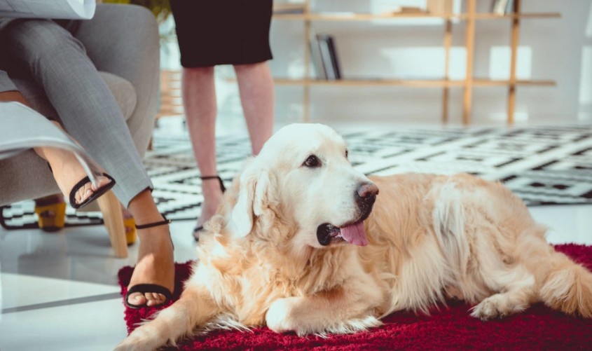 狗狗糖尿病的早期症状怎样治疗,狗狗得糖尿病的十个症状有哪些