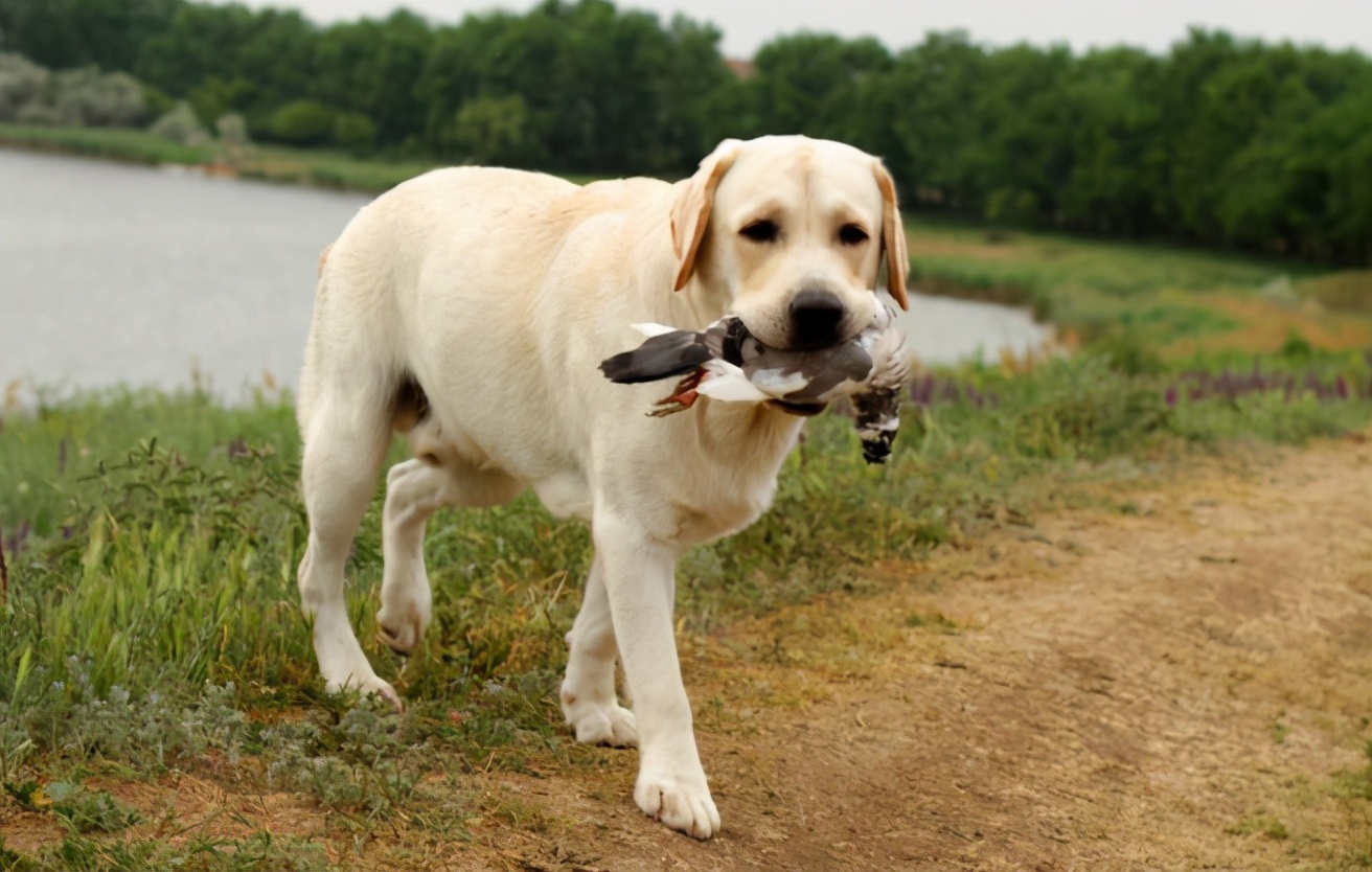 养拉布拉多犬一年得多少钱,养拉布拉多犬一个月需要花多少钱
