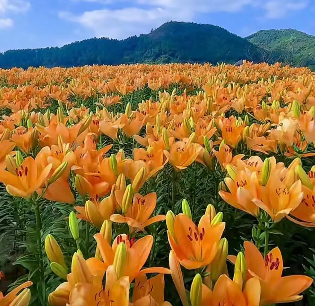 百合象征的品质精神,橙色百合的花语是什么