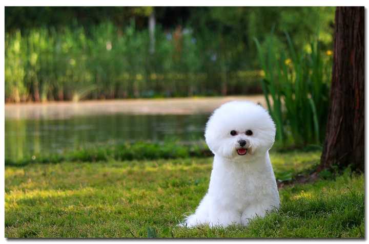 最聪明的十大狗狗品种介绍,史上最全的狗狗品种记得收藏