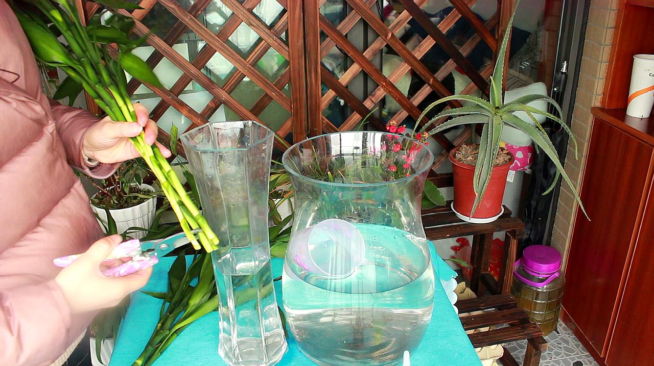 富贵竹黄叶是缺什么,富贵竹都黄叶了的视频