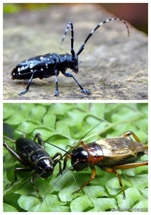 蟋蟀和昆虫,结合昆虫记说一说蟋蟀的特点