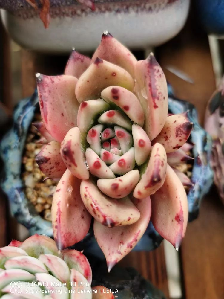 冬日如何更好地养多肉,冬天可以户外养护的多肉