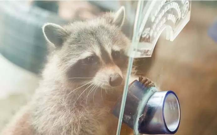 猫咖养小浣熊,小浣熊异宠