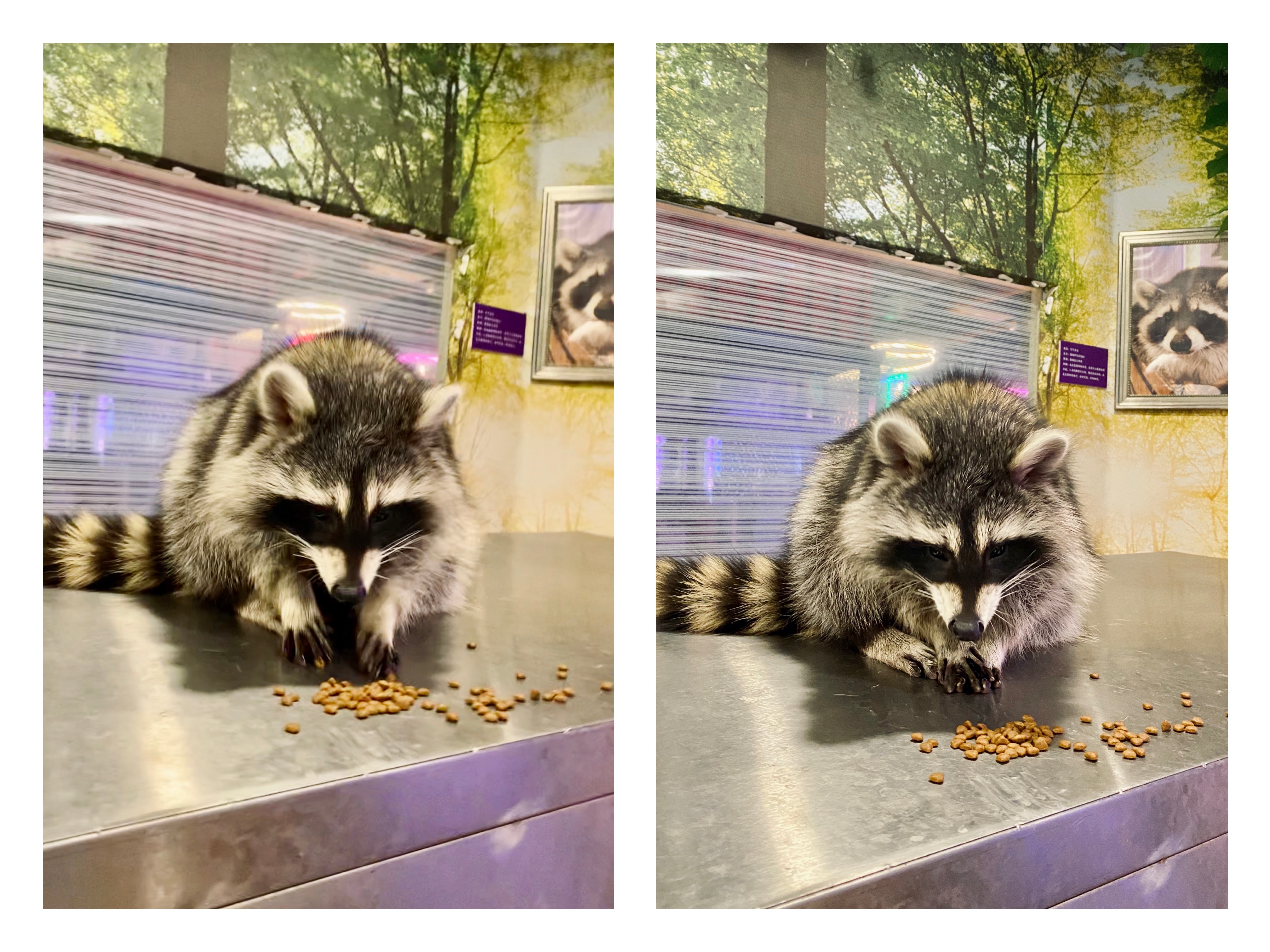 撸动物的网红店顺德,撸小动物的网红店北京世纪金源