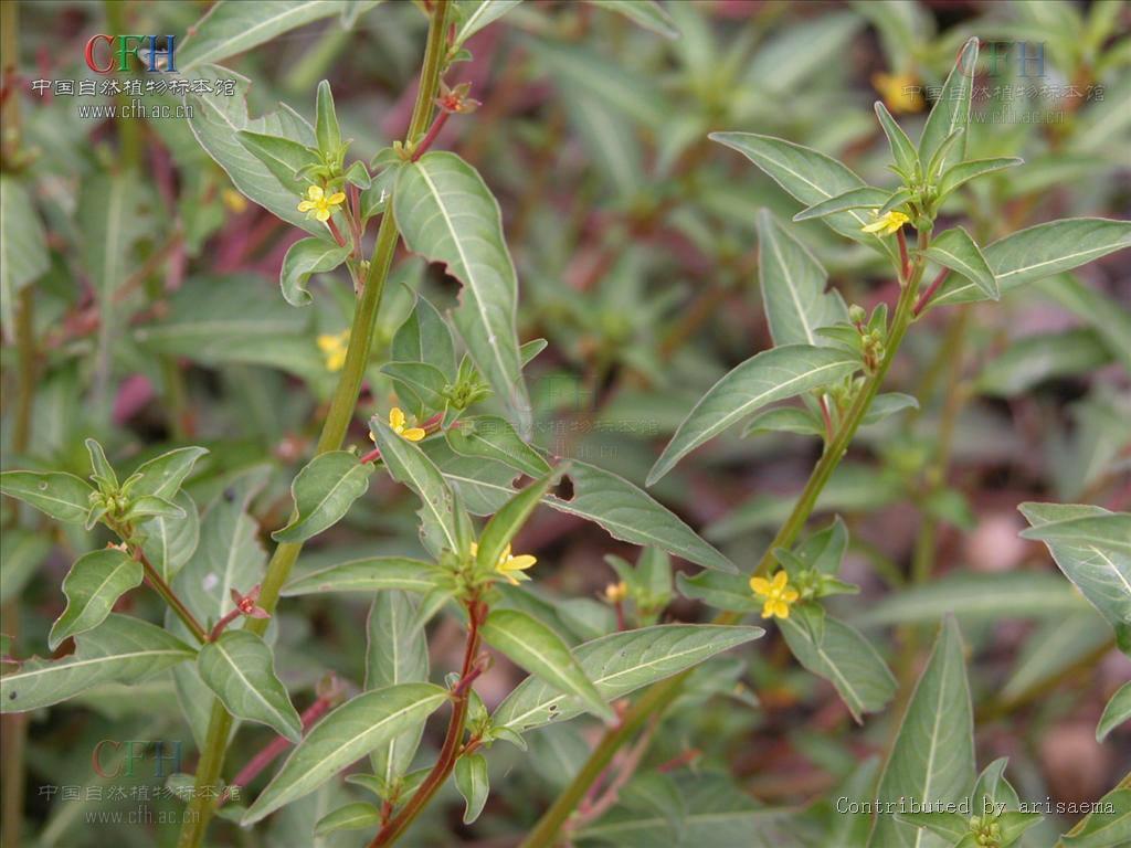 中药材水丁香,水丁香草药有什么功效