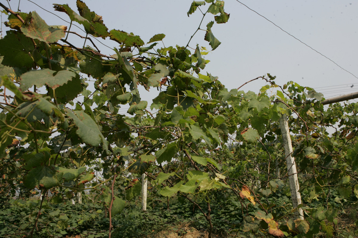 梅溪湖的葡萄园,梅溪湖有没有葡萄园