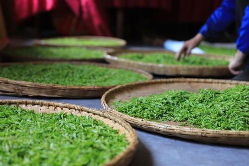 庐山云雾茶很香的茶是什么,具有天然馥郁兰花香的茶