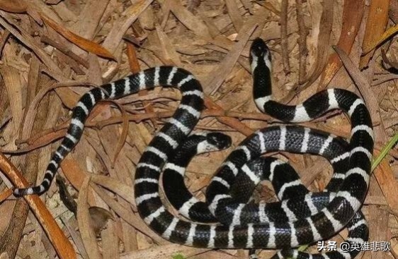 为什么金环蛇没有银环蛇毒性大,金环蛇银环蛇哪种蛇毒性强