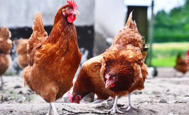 鸡脸肿瞎眼是怎么回事,鸡肿脸病的治疗方法