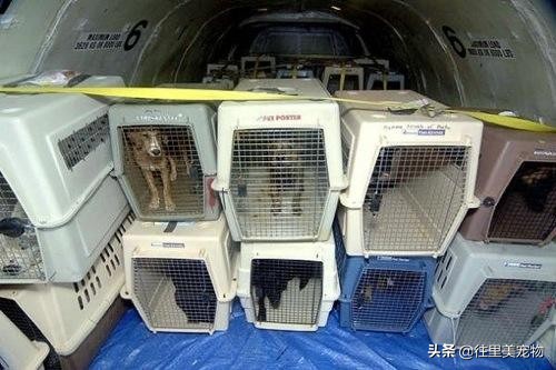 如何对宠物进行托运？其实并没有想象的那么难！关键是要走对流程