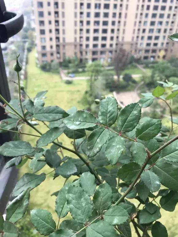 花儿黄叶烂叶怎么办,花儿叶子发黄用什么药