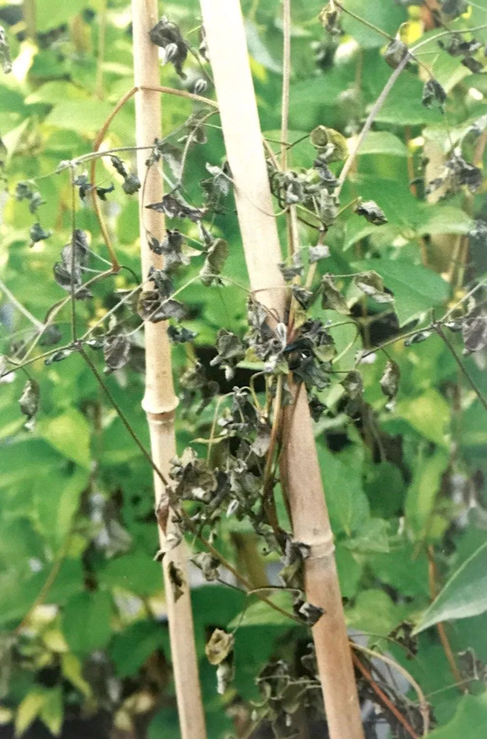 铁线莲病虫害及解决方法,铁线莲耷拉头是什么病虫害