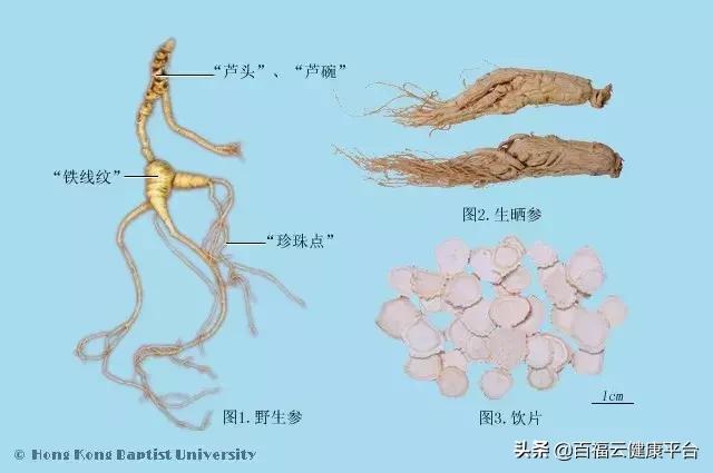 每天吃一克人参的功效,可以天天吃的人参