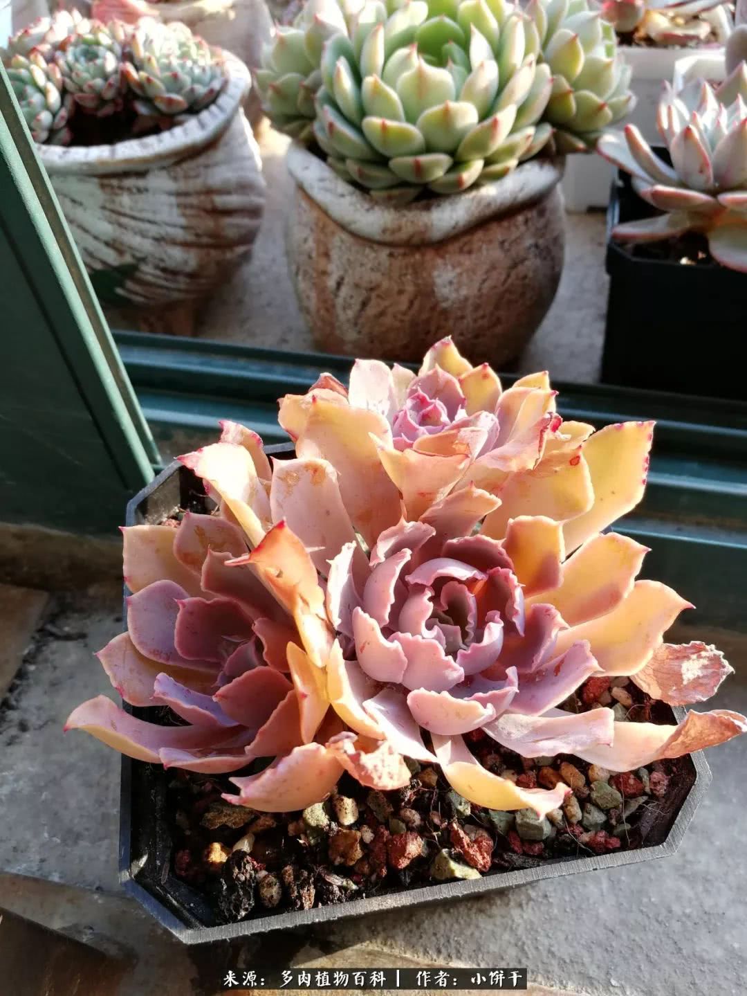 无肉不欢的肉瘾少女，日日沉迷于美色无法自拔！