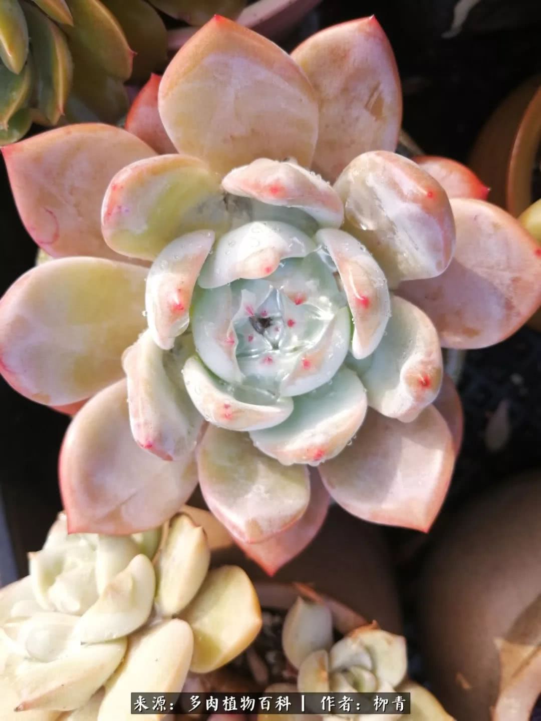 从入卡坑一个月到入卡坑三年,从入坑到现在所有品种开花图