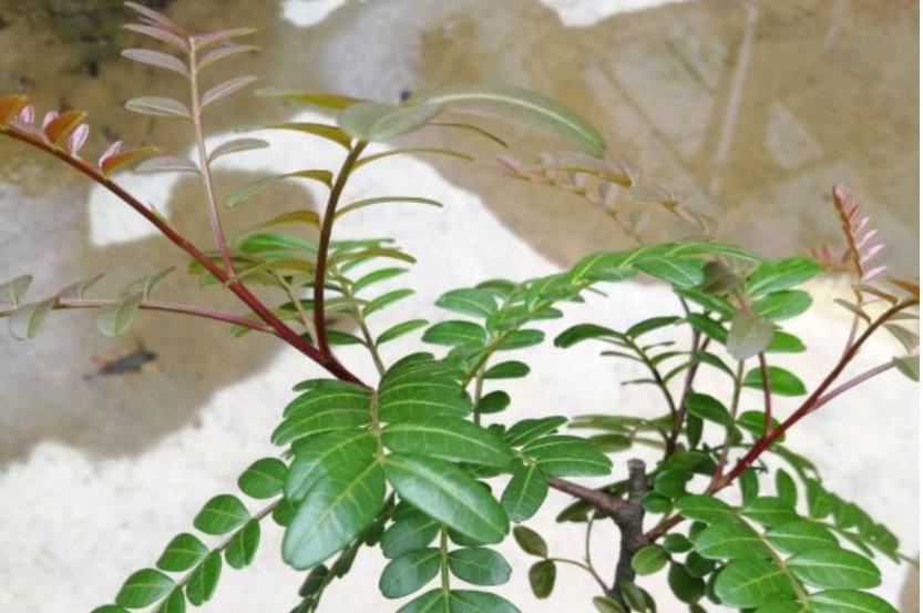 科普：清香木？胡椒木？如何区分大揭秘！十有八九你上当了