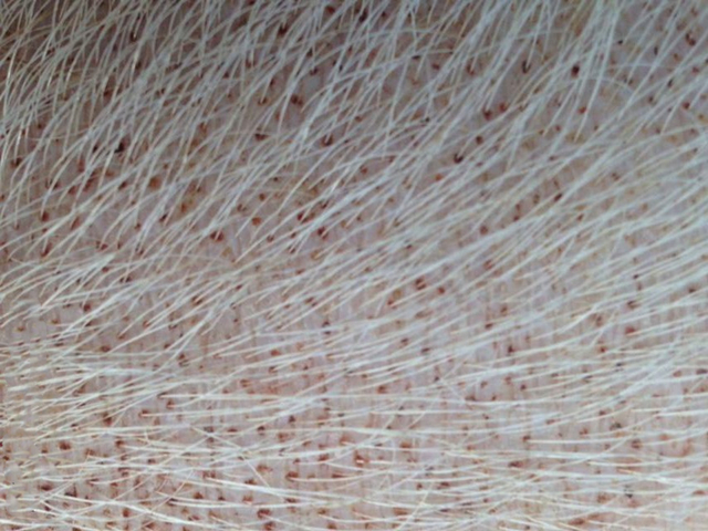 猪皮肤没有出血还可能是血虫病吗,什么虫子可以引起猪皮肤出血