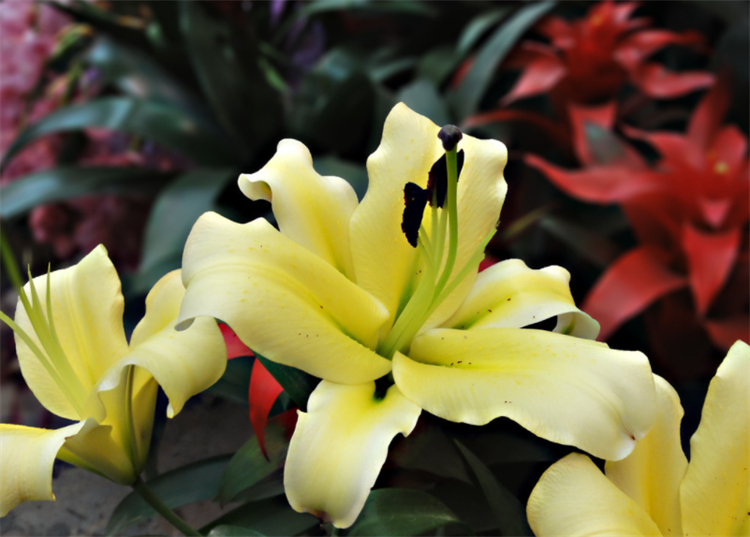 百合花语代表的意义,玫瑰和百合花语代表什么意思呢