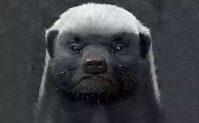 跟狮子抢肉，怼非洲鬣狗，看硬核“平头姐”成长史！