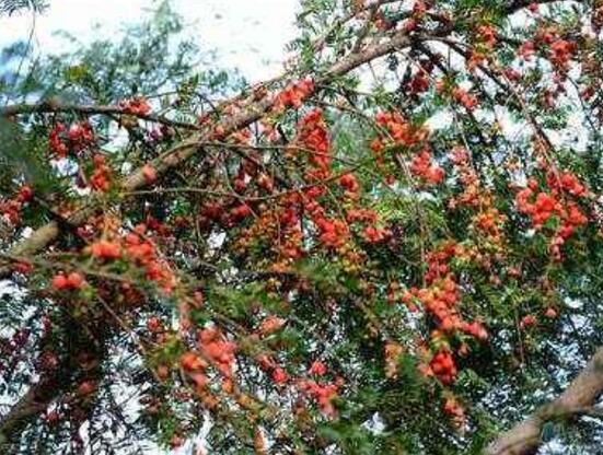 红豆杉掉果是怎么回事,红豆杉掉花苞怎么回事啊