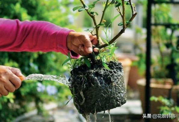 酸性土壤板结还是碱性土壤板结坏,土壤板结是怎么样的