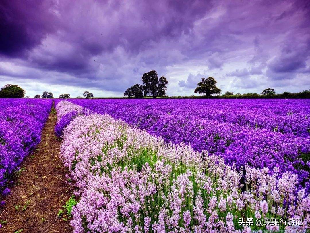 云南薰衣草旅游景点推荐,云南清明花海