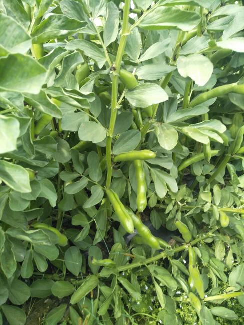 什么是蚕豆病蚕豆病长大后会好吗,什么是蚕豆病什么不能吃