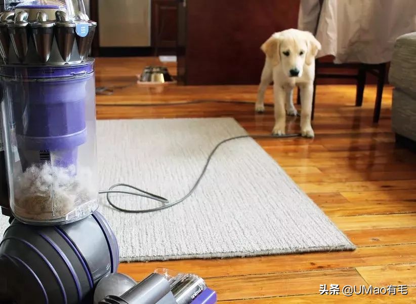 刷毛神器猫毛清理器,真正好用的猫去毛神器