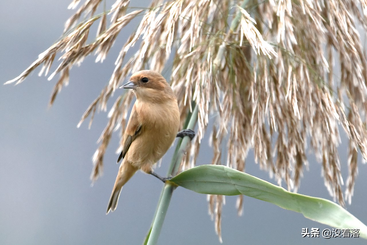 「10.13」北京沙河观鸟日记：收获长尾山椒鸟与中华攀雀